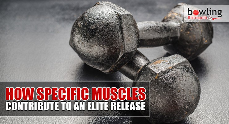 How Specific Muscles Contribute to an Elite Release